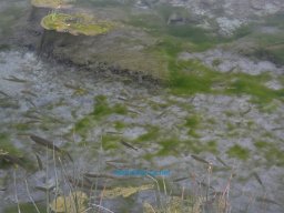 Castellum de Archivel 2014